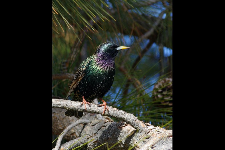Starling