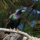 Starling