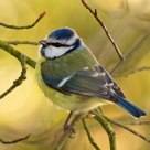 Blue Tit