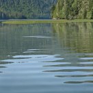 Male Grizzly Swimming a River Estuary