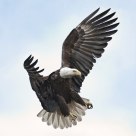 Adult Bald Eagle Landing