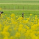 A photographer at work