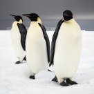Trio
