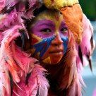 Bird of Paradise
