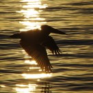 Pelican at Sunset