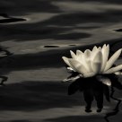 Water lily