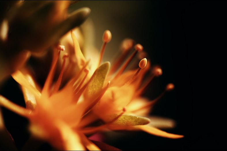 Fiore 1