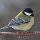 Great Tit