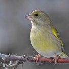 Greenfinch (Carduelis chloris)