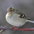 Finch