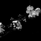 Plum Blossoms
