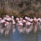 Flamingos