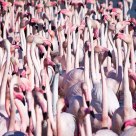 Flamingos