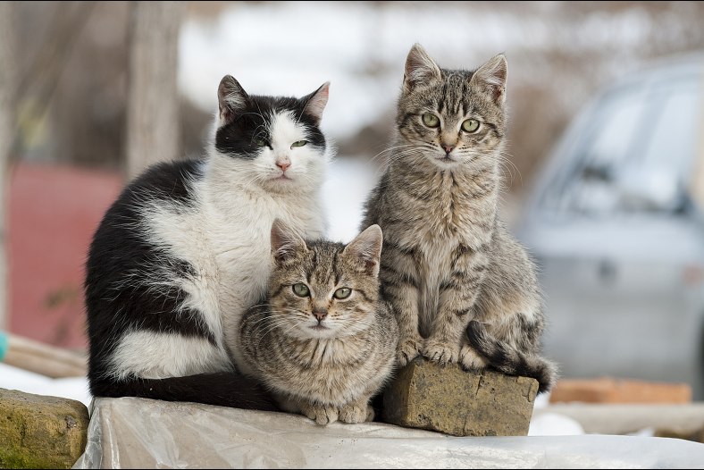 Brothers