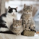 Brothers