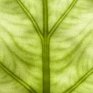 Illuminating floral leaf