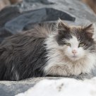 Cat sunbathing