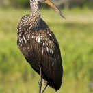 Posing Limpkin