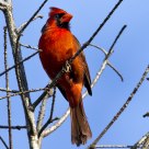 Northern Cardinal
