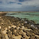 Living Fossils
