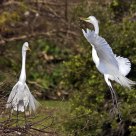 Nesting Egrets