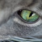 Cat's Eye