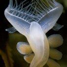 Nudi Dance