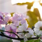 The flowers.