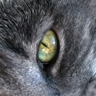 Cat's Eye