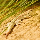 Lizard
