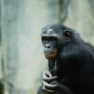 Bonobo