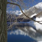 The tree and snow