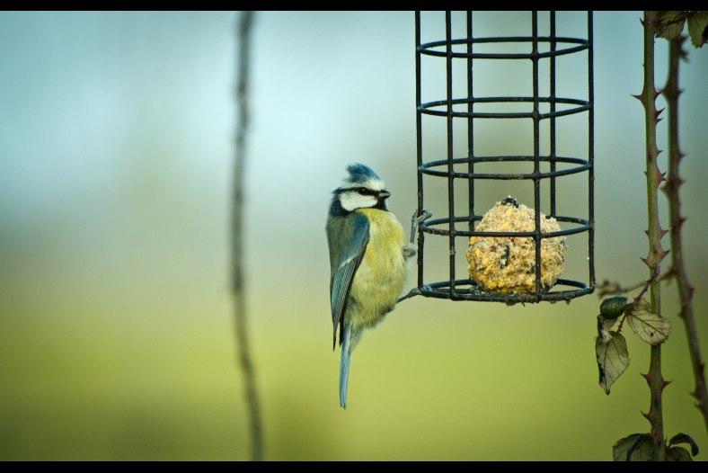 Blue Tit