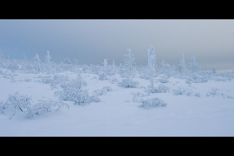 Frozen landscape