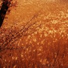 Dusk at grassland