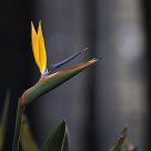 Strelitzia reginae