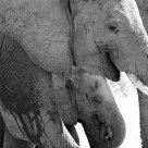 Elephant family