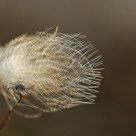 Feathered