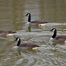 Formation