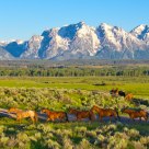 Corralling Horses