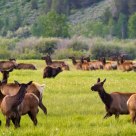 Grizzley Bear Hunt