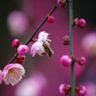 Calyx Canthus  and Bee