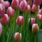 Tulip