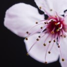 detalle flor