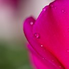 Drops