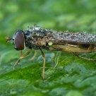 Hoverfly