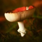 Fly Agaric