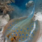 Blue dot Stingray - Taeniura lymna 
