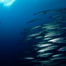 Barracuda school
