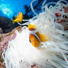 Clown fish